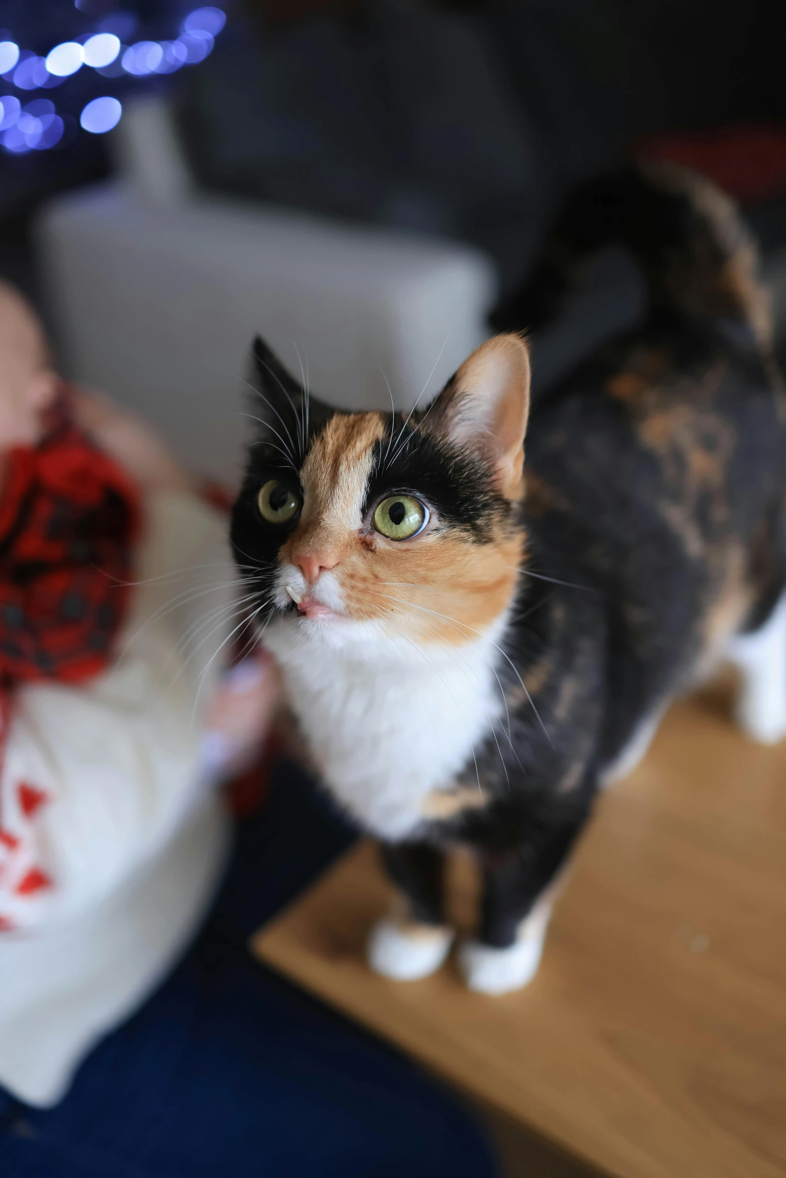 a cat is standing on a table next to a woman