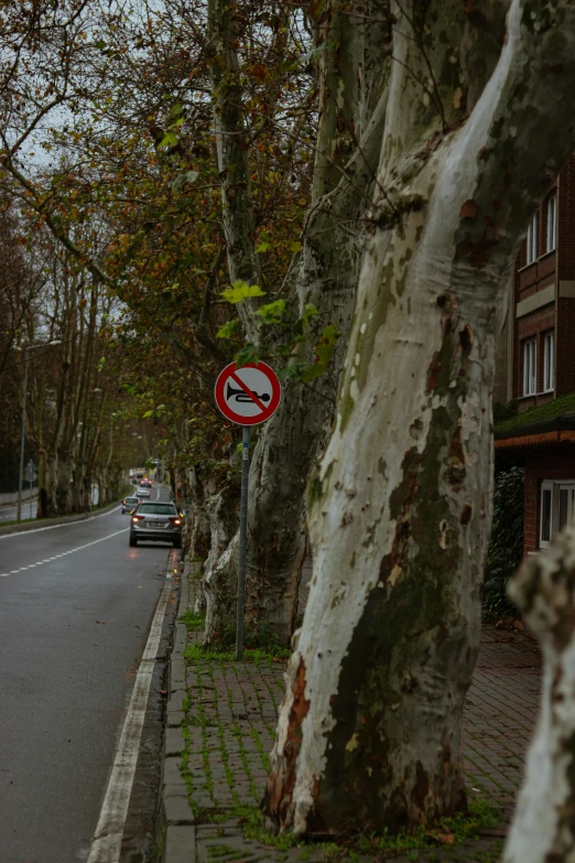 the sign is beside a tree on the side of the road