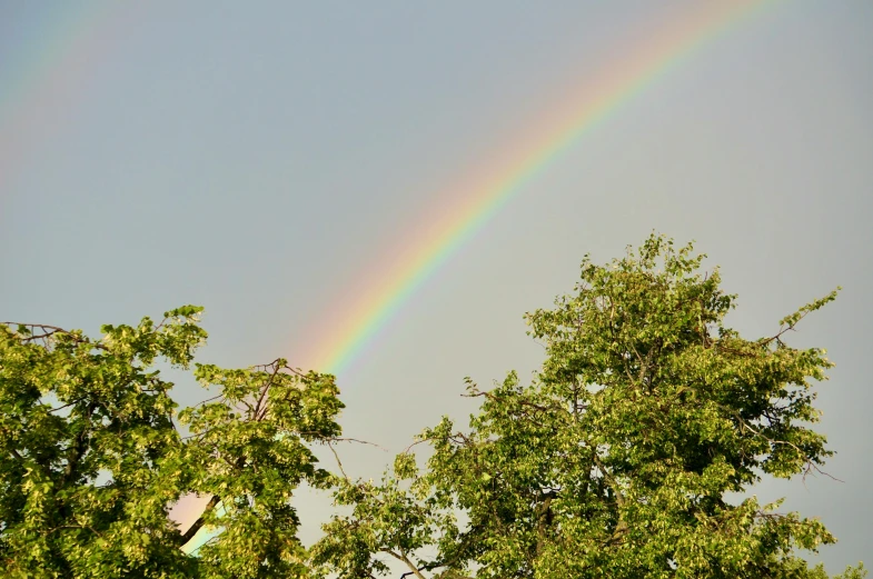 there is a rainbow in the sky and two trees