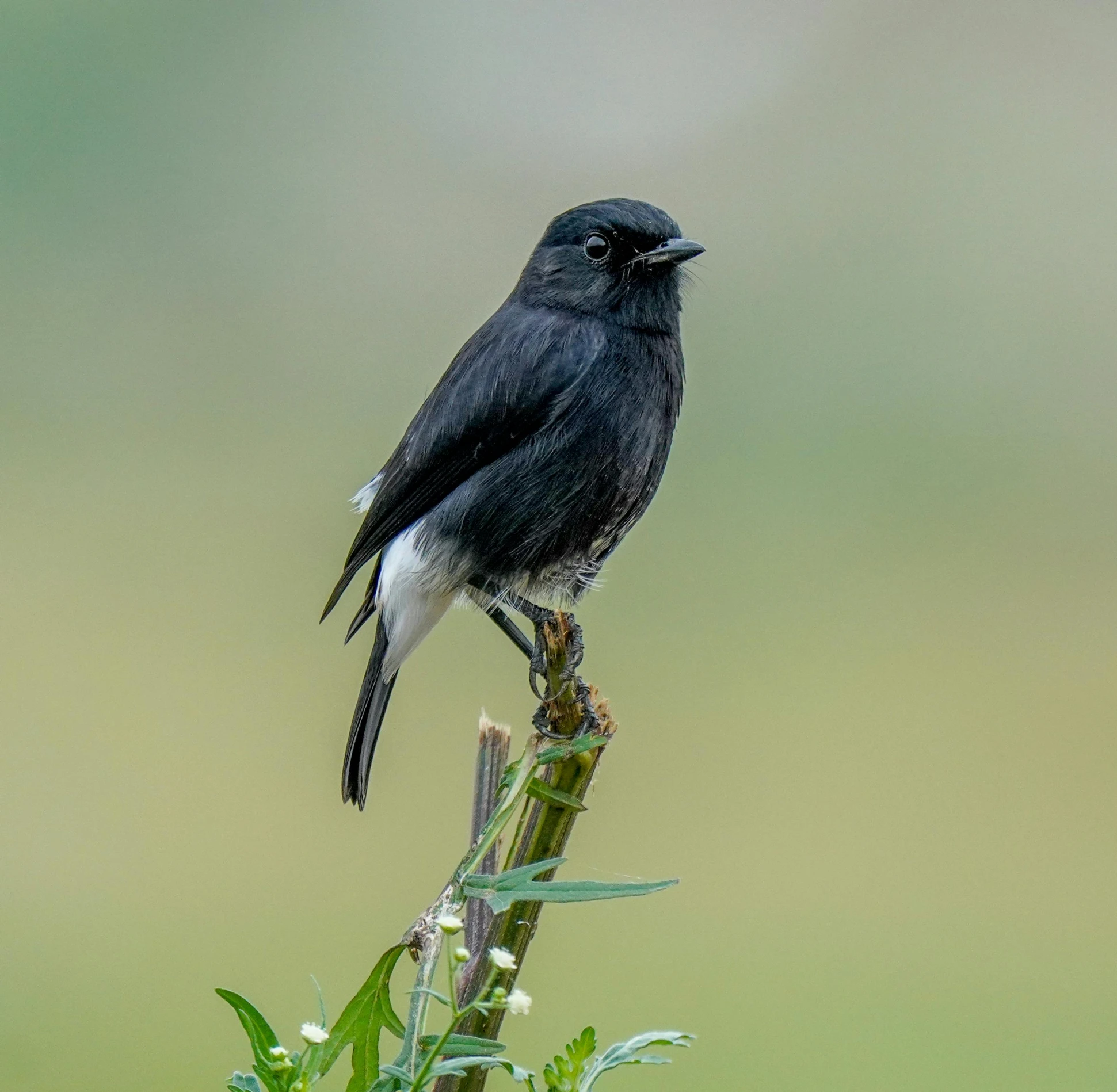 a small bird is perched on a stick