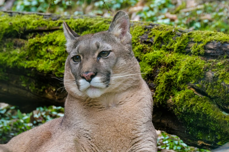 a puma couga with the eyes closed and a large nose