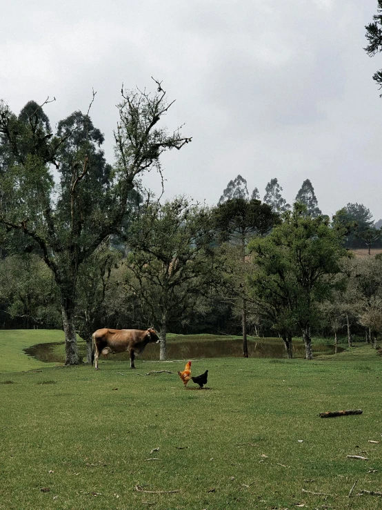 an animal and a hen in the grass