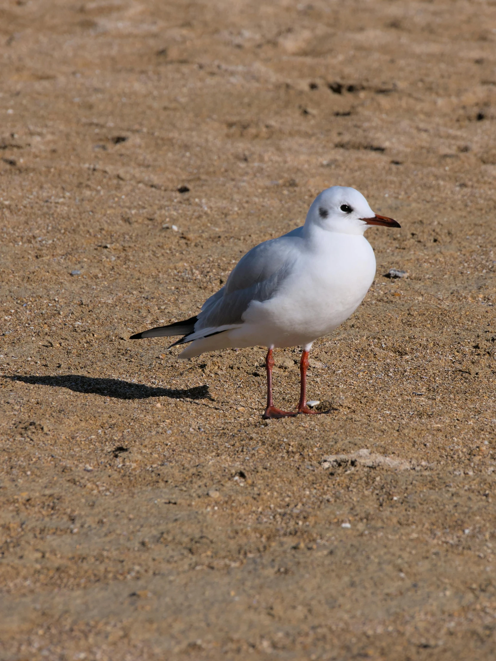 a single seagull stands in the dirt