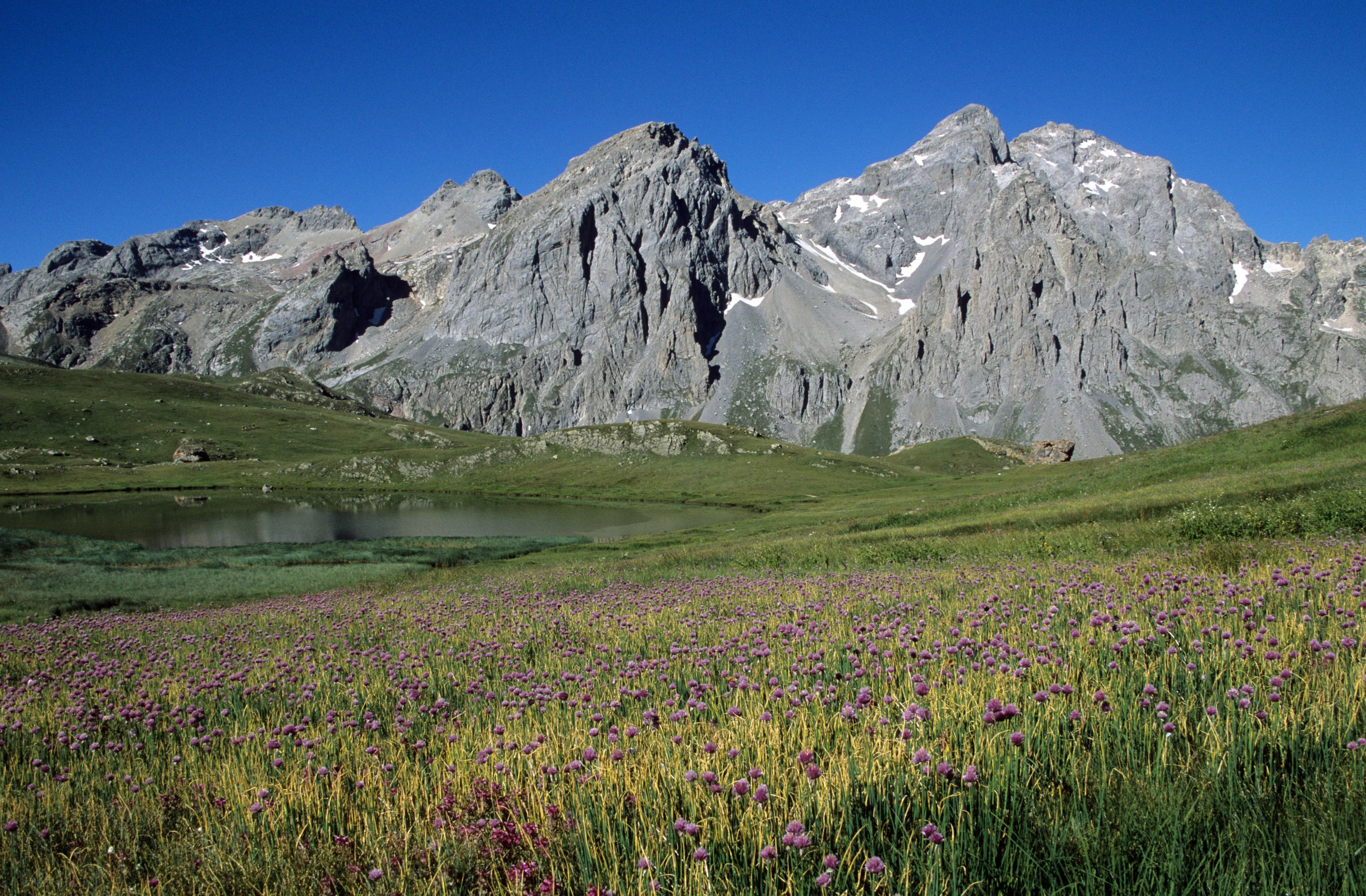 the beautiful mountains are full of flowers under blue skies