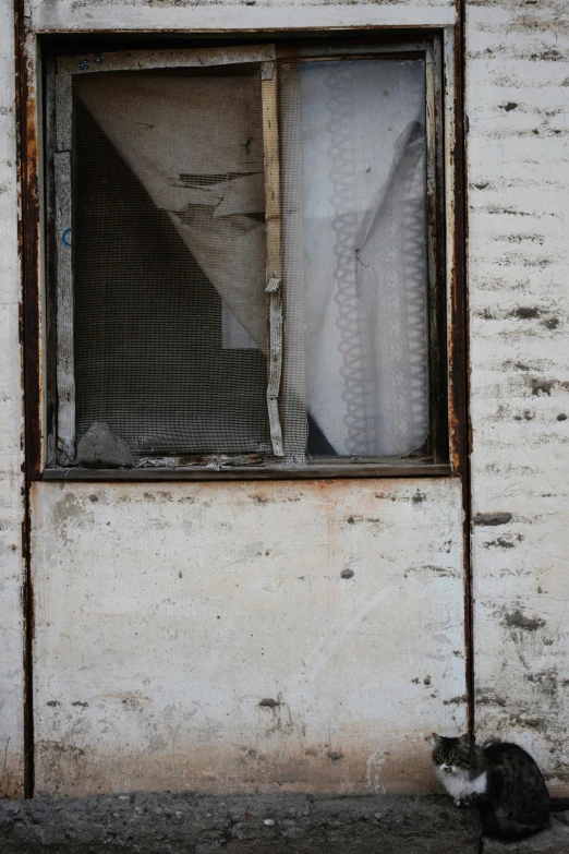 a cat sitting in the window sill by a curtain