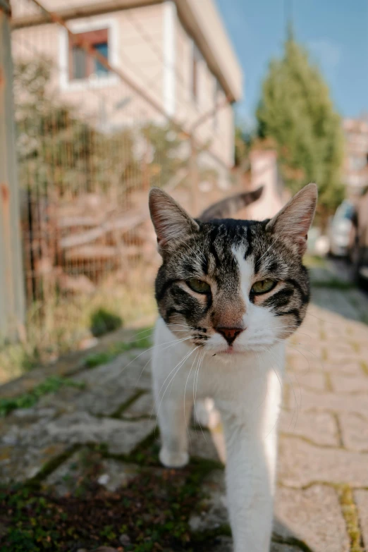 a cat walking across the sidewalk with eyes open