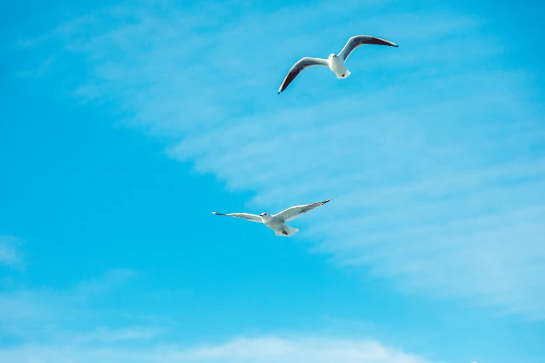 a couple of birds flying in the sky