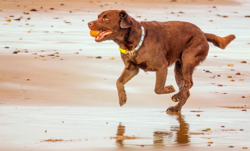 a brown dog running on the beach