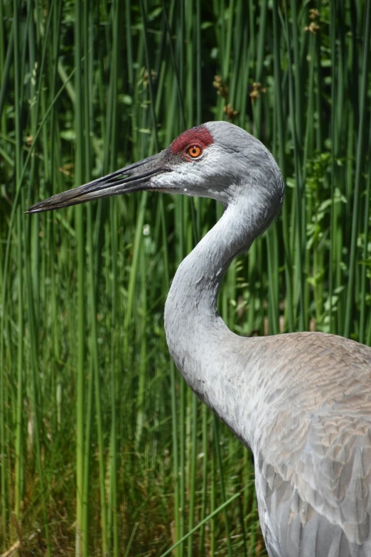 a crane with a red head standing in front of tall grass