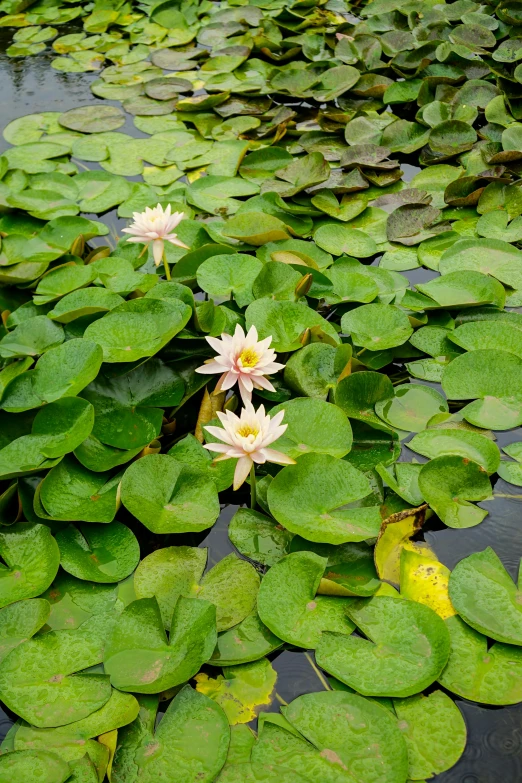 the green leaves are floating on the water