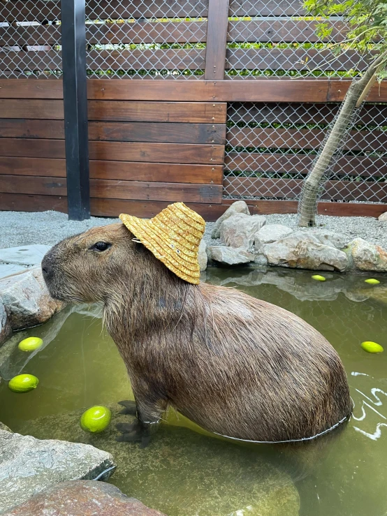 a hat on a fake capy animal in some water