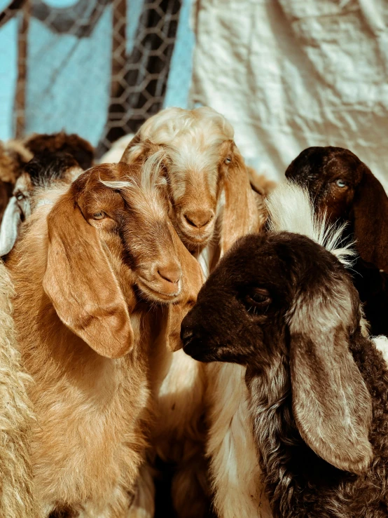 four goats are standing in a group next to each other