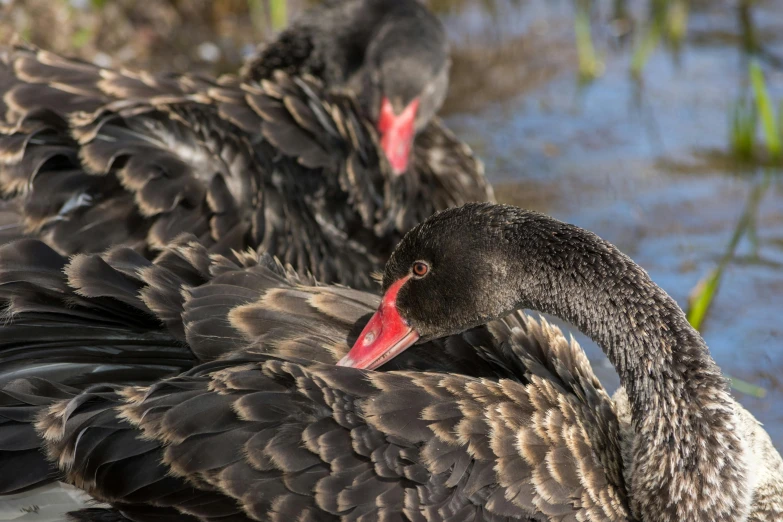 two black birds, one sitting in the grass