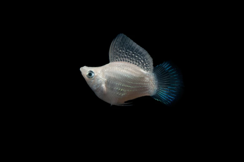 a blue and white fish with a black background