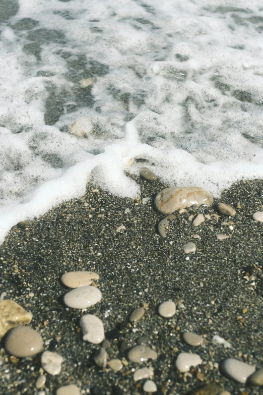 two shells and rocks in the water on the beach