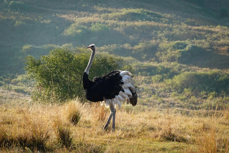 the ostrich is looking very serious while it stares away