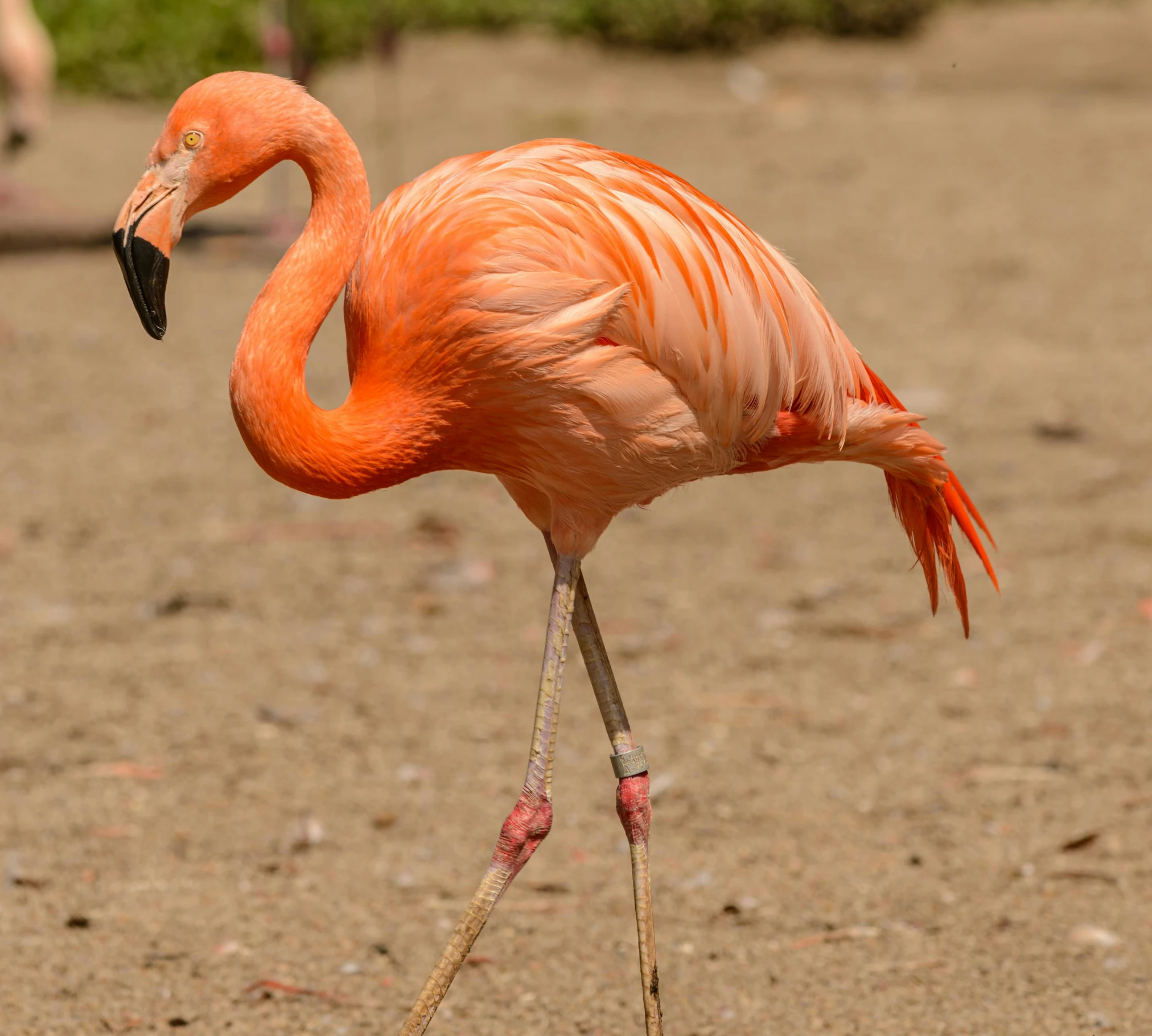 a flamingo is standing in the sand with it's feet up