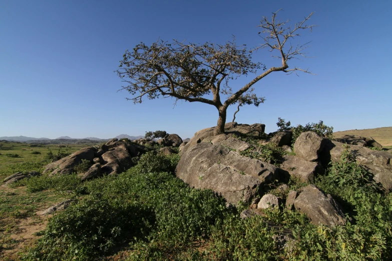 a lone tree growing on a rock near a field