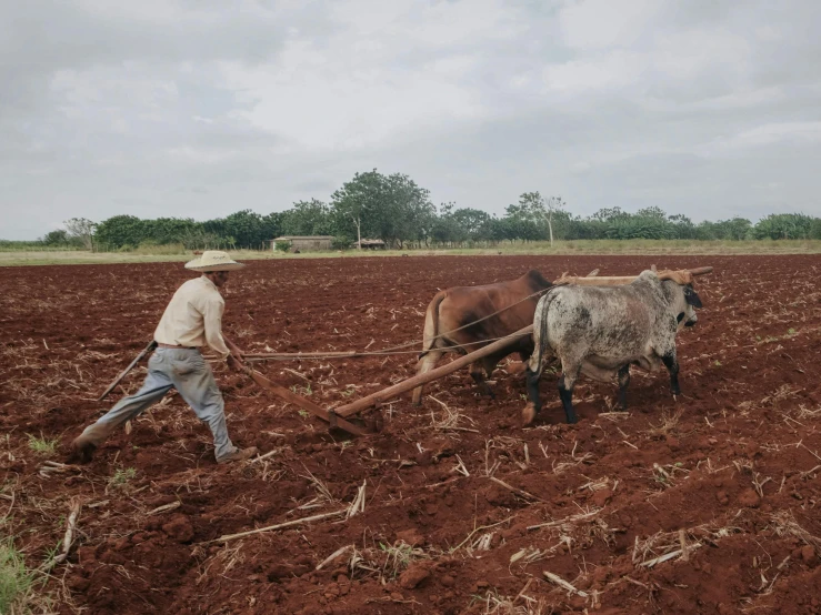 two cows are plowing in the farm