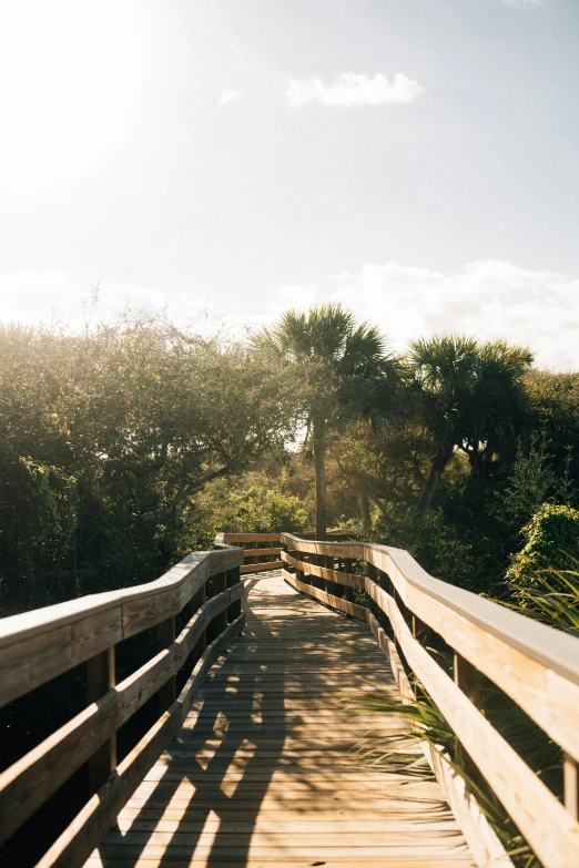 a boardwalk leads through the trees towards water