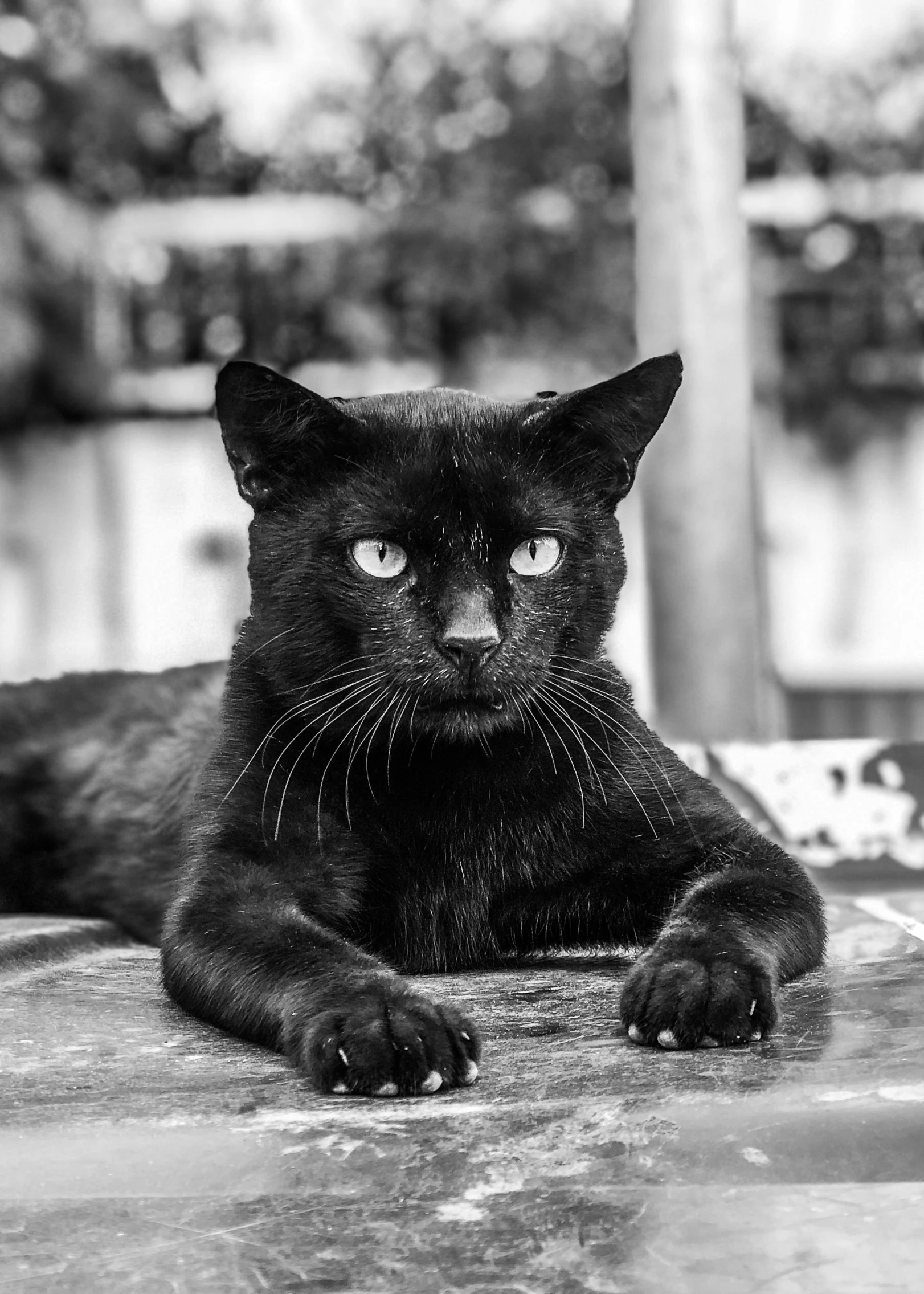 a black cat is sitting in the rain