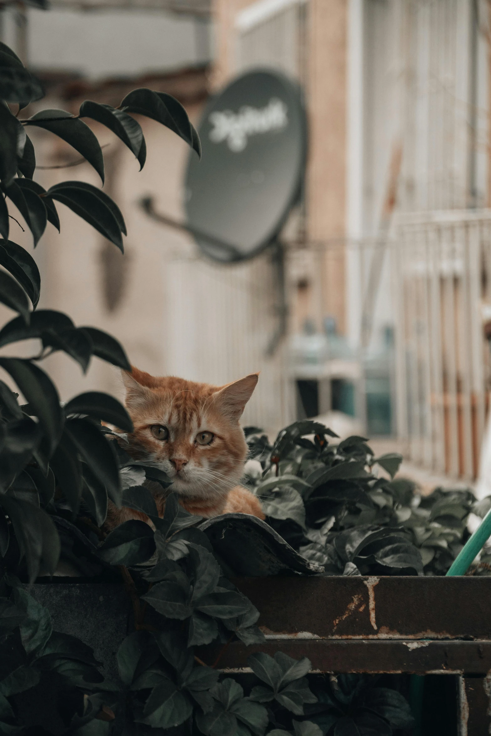 a cat is laying down among some foliage