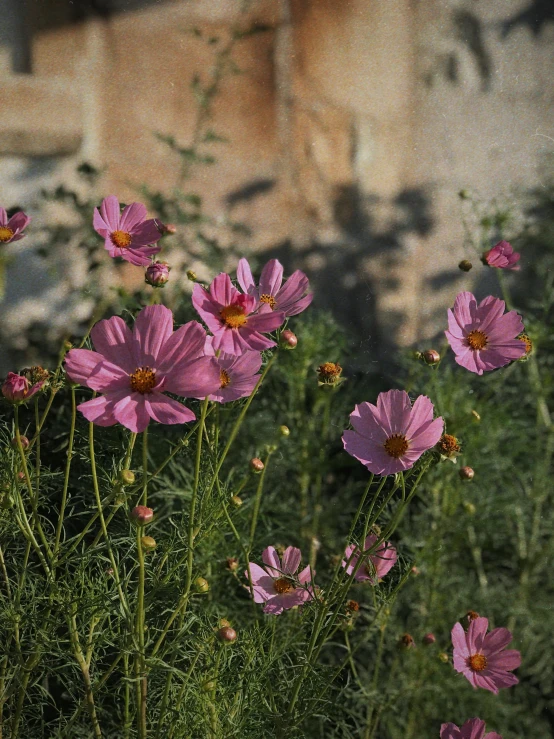 many purple flowers are growing in an old ruin