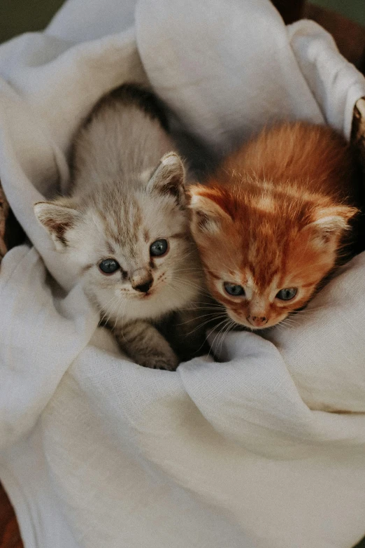 two kittens inside a basket on top of a blanket