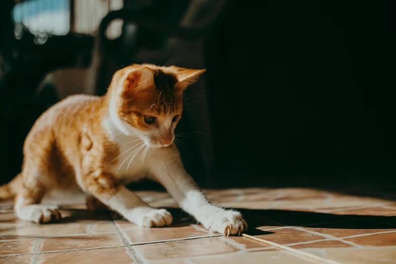 a cat is standing on the floor playing with a toy