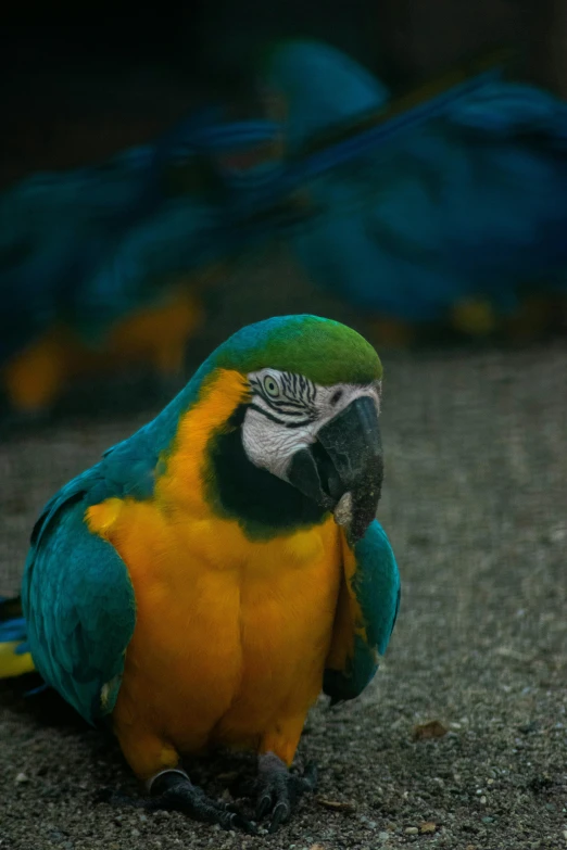 an orange and blue parrot sitting on top of a gravel ground