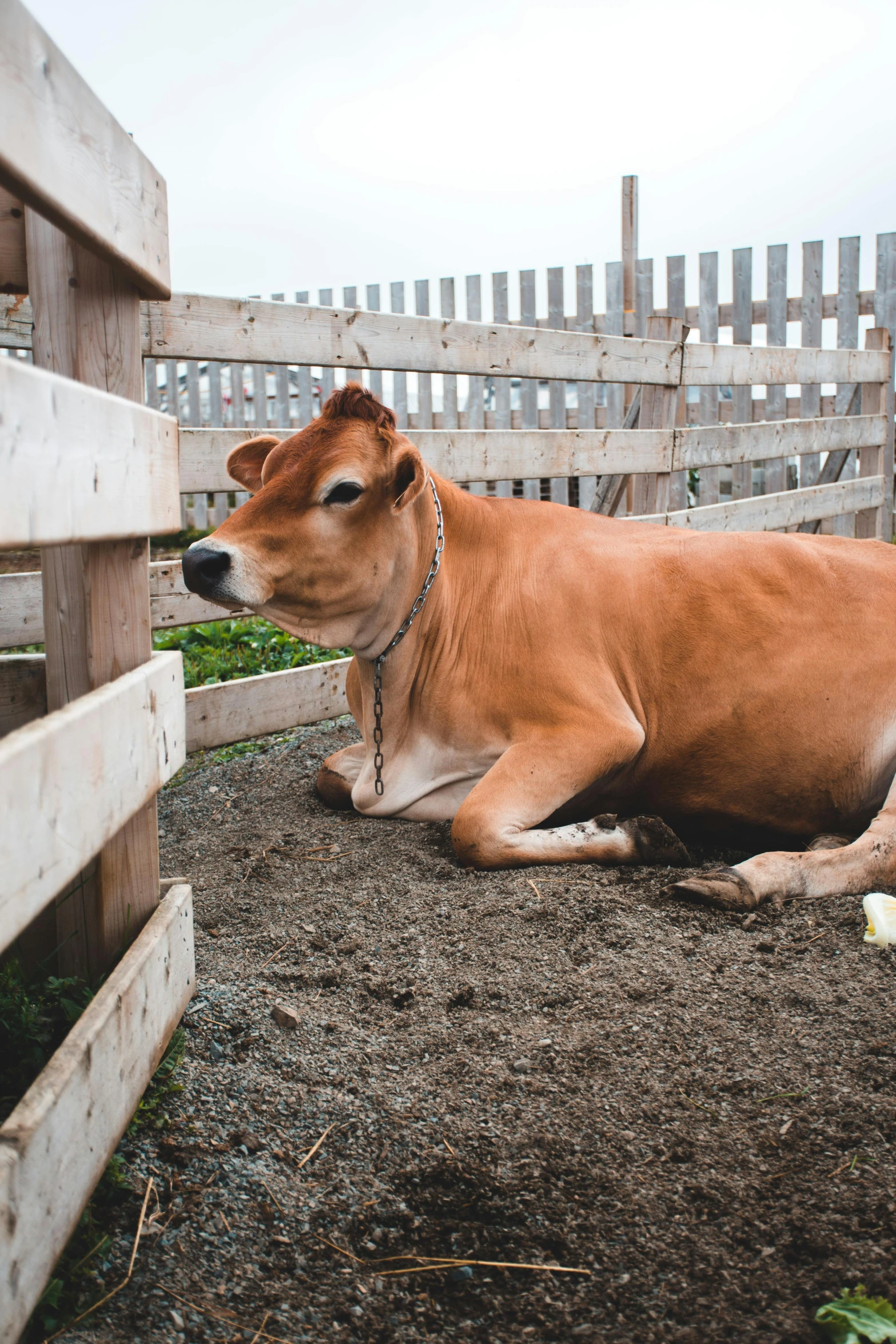 there is a brown cow that is laying down