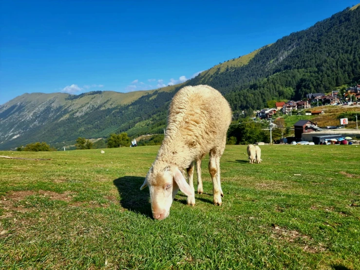 a sheep on some grass and a mountain