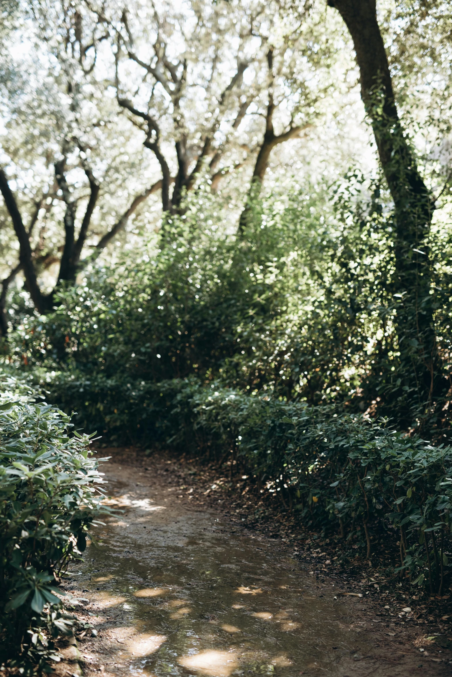 the shadow of trees is cast on a small path