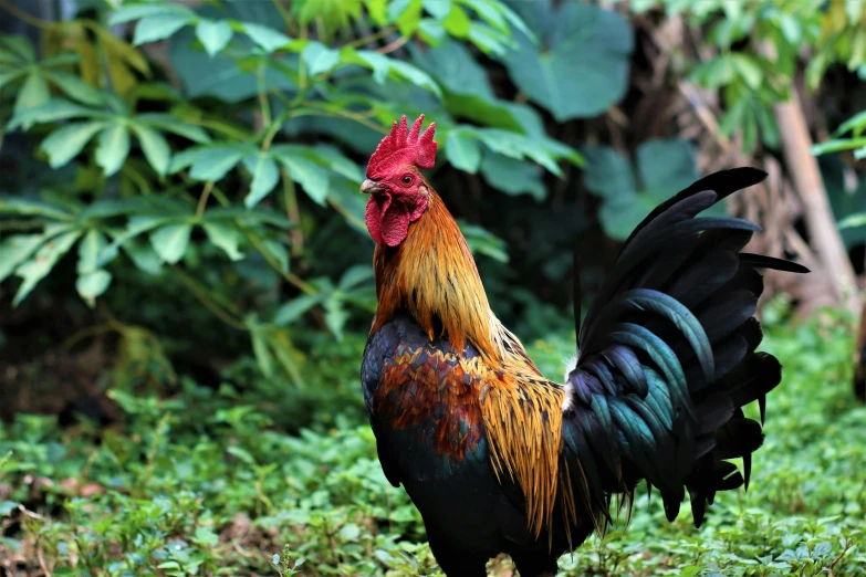 a colorful rooster stands in the grass