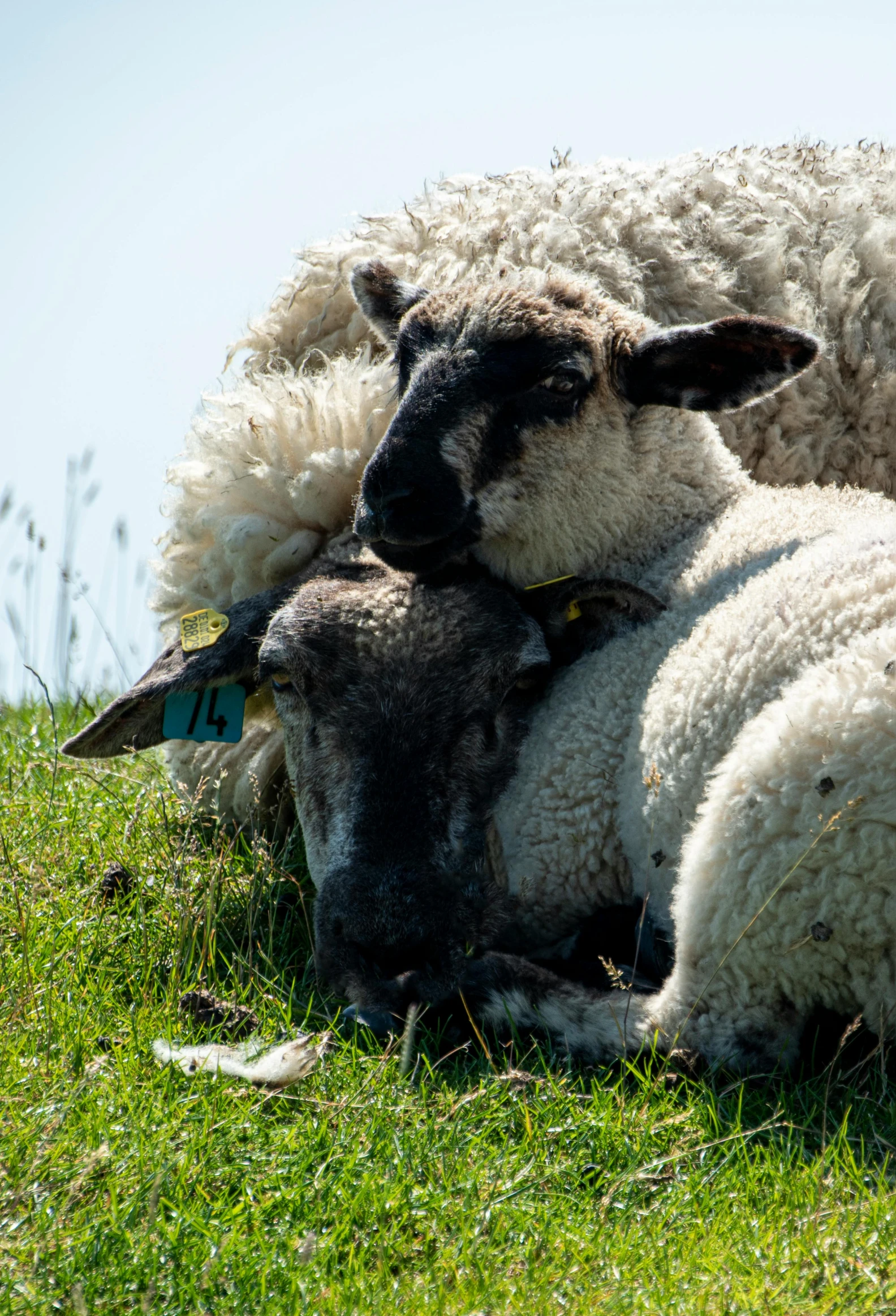 two baby sheep are nursing from their mother on a green grass