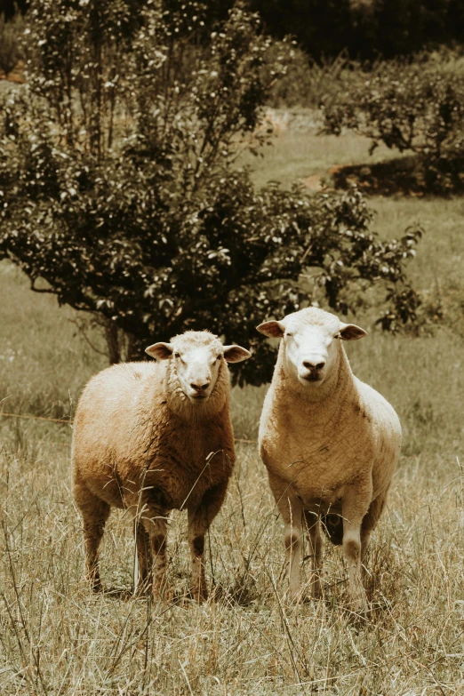 two sheep standing side by side in a grass field