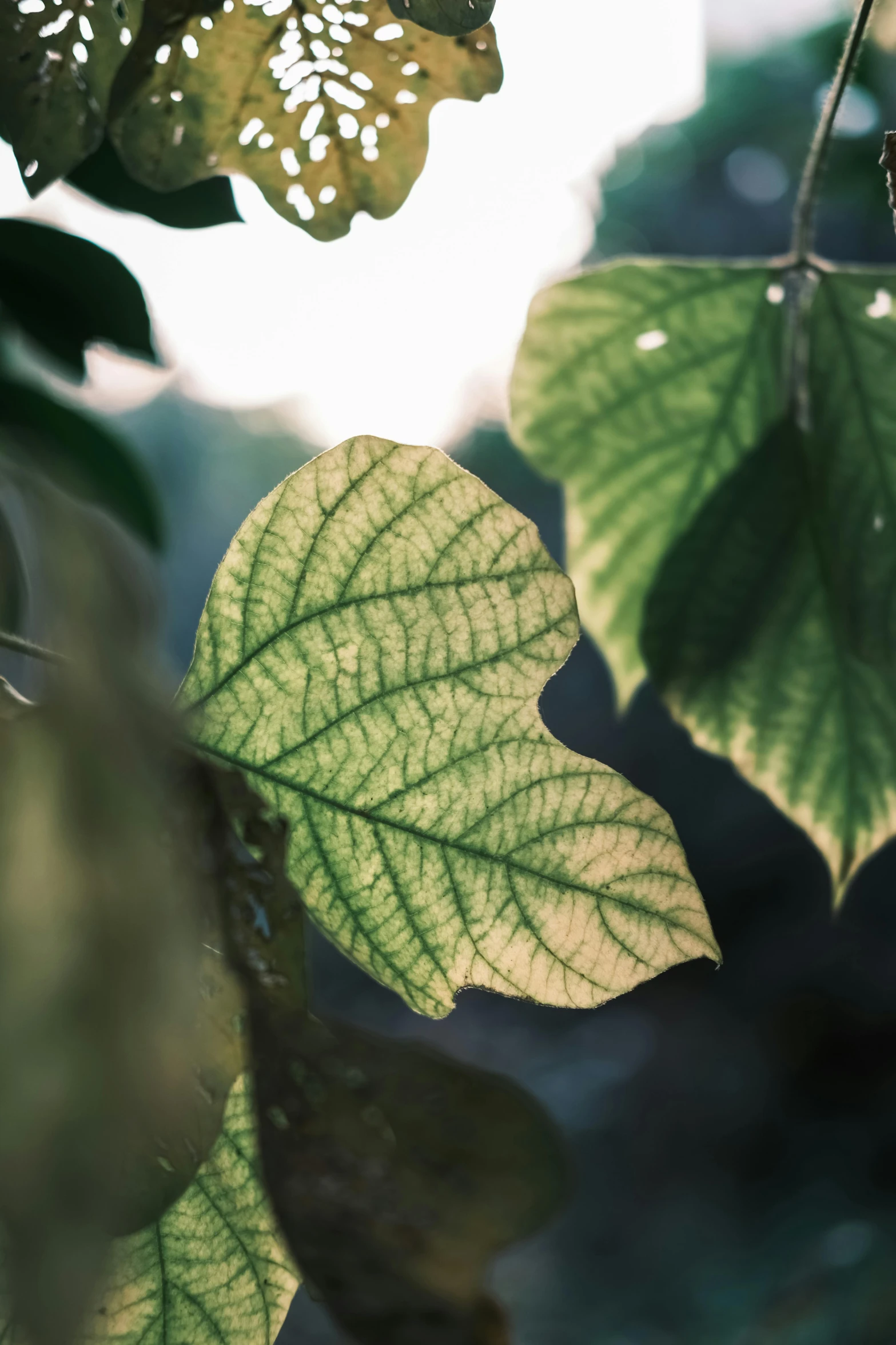 a leafy green plant growing on the outside