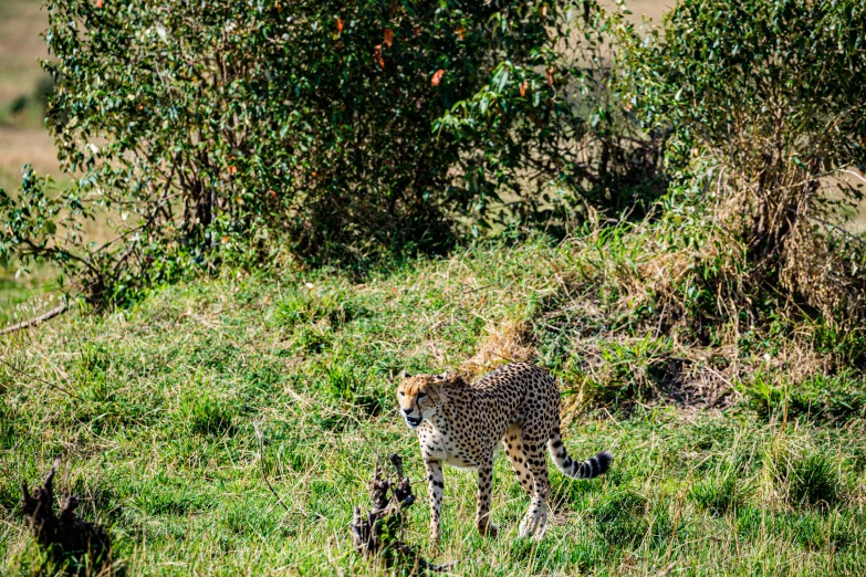 a cheetah cub walks through the grass under some trees