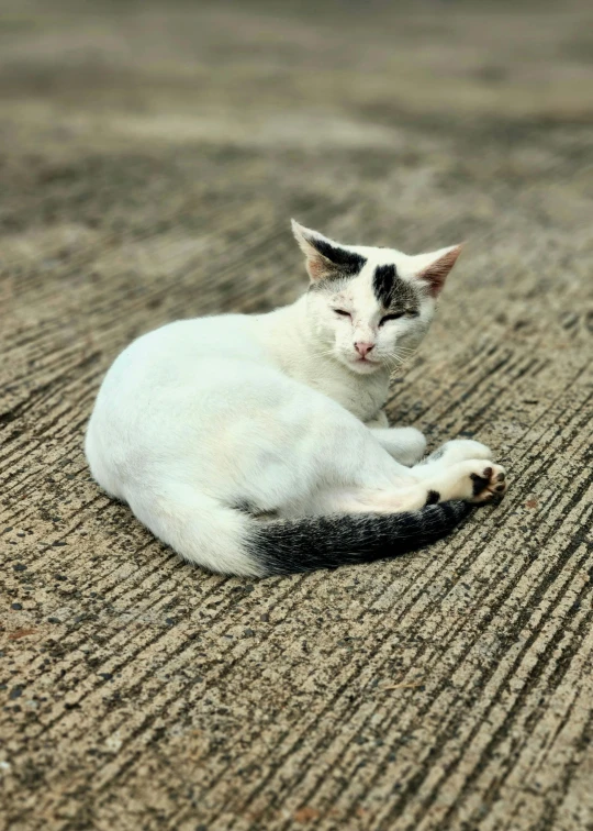 there is a white cat that is laying down