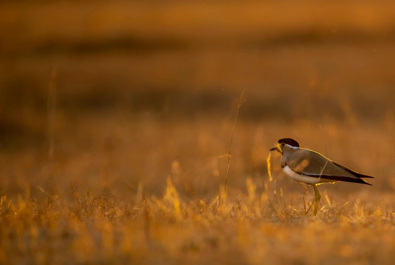two brown and yellow birds walking on top of tall dry grass