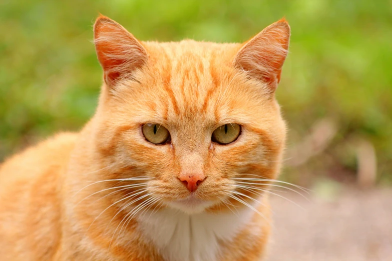 an orange cat looks directly into the camera lens