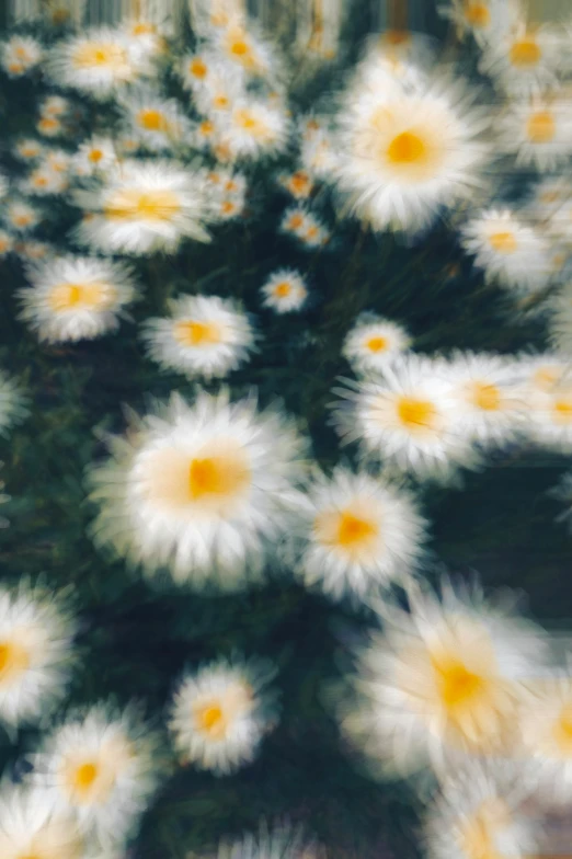 an abstract po of a bouquet of daisies