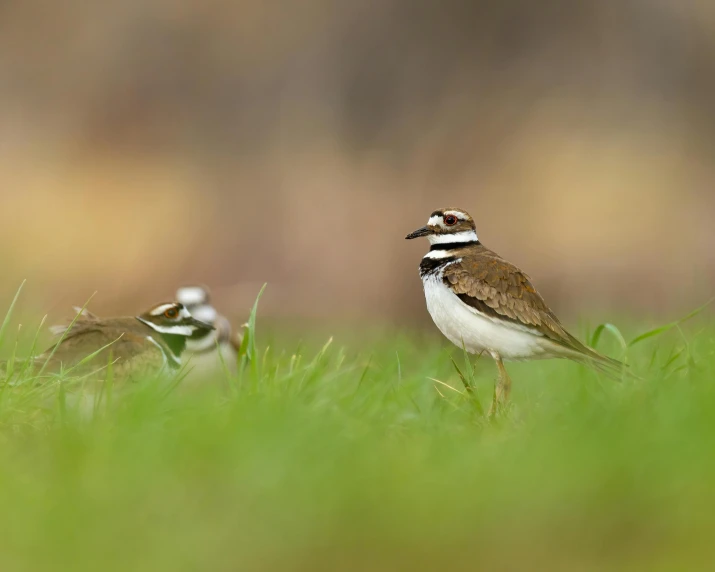 two small birds on the ground in the grass