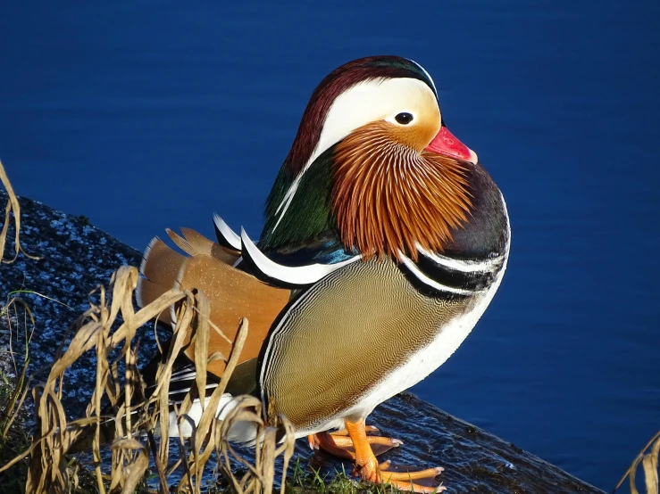 the mandarin duck is perched on a ledge