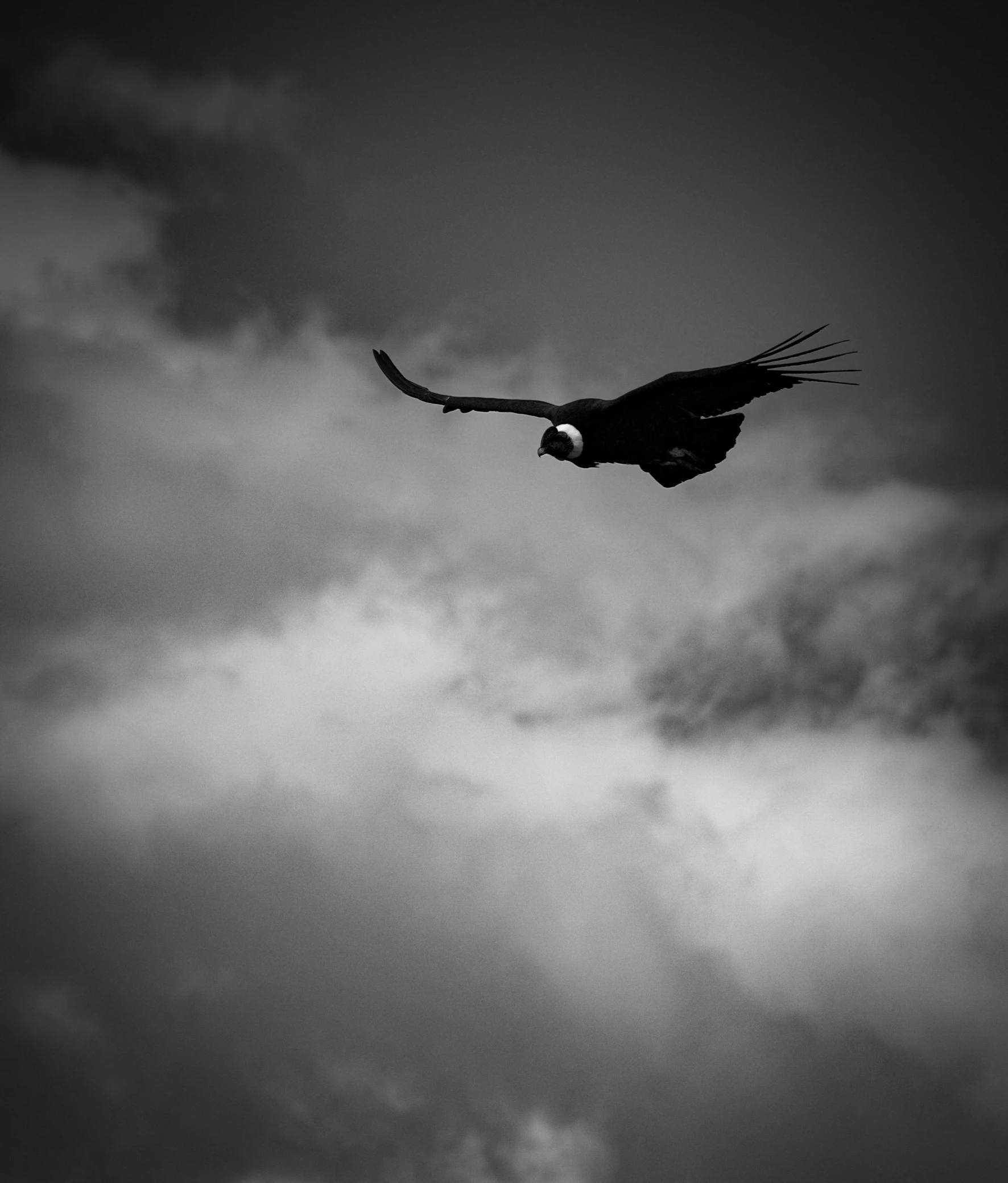 a large bird in the sky flying on cloudy day