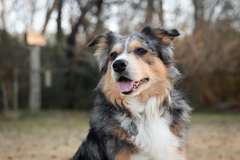 a dog looks straight ahead while outside