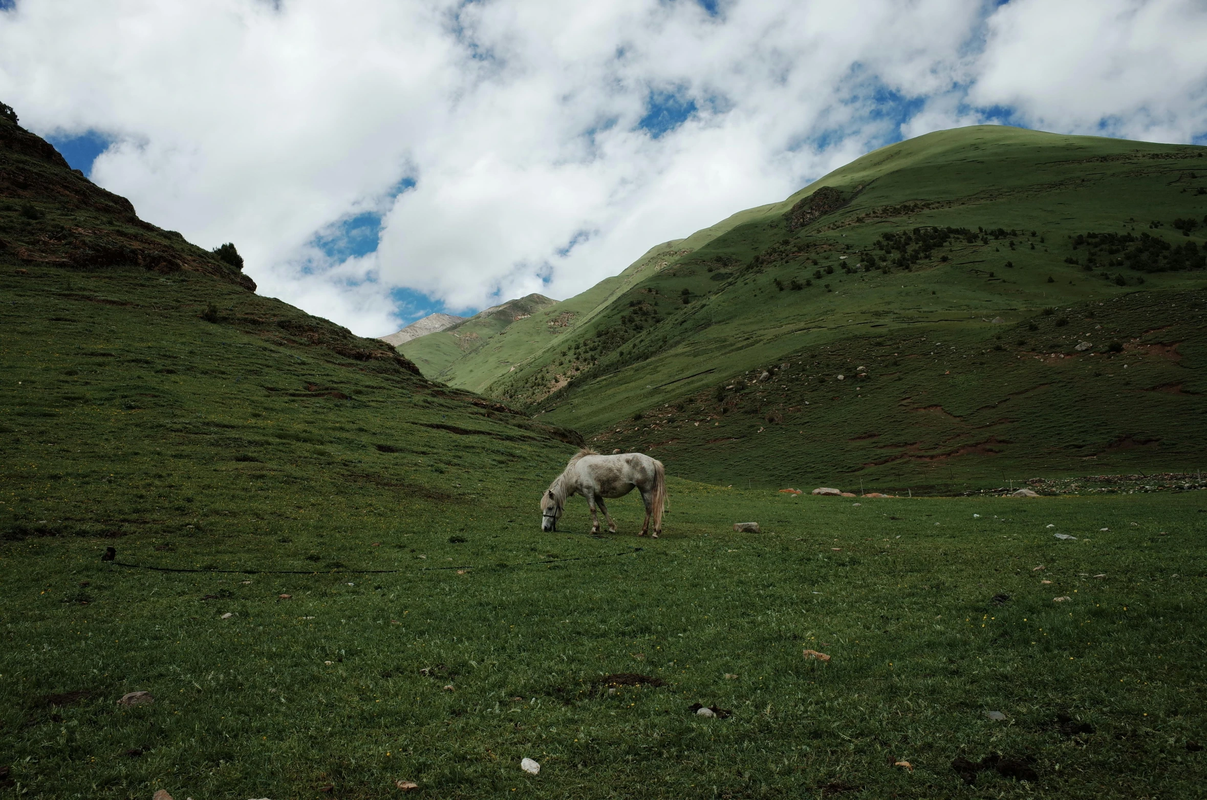 two horses grazing in the middle of the countryside