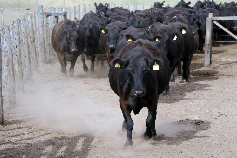 cattle running in a fenced - in area and covered with dust