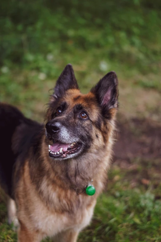 a dog in a green collar looking up at soing