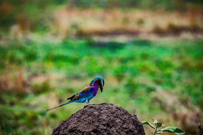 a small bird sits on top of a small rock